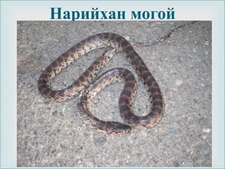 
Нарийхан могой
 