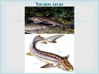 
Хилим загас
 