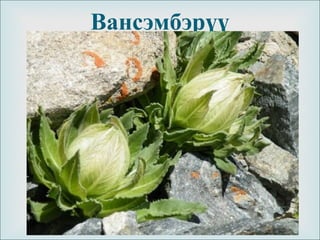 
Вансэмбэрүү
 