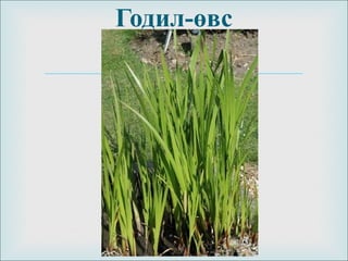 
Годил-өвс
 