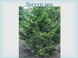 
Дагуур арц
 