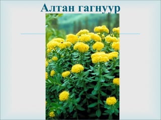 
Алтан гагнуур
 