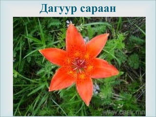 
Дагуур сараан
 