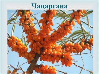 
Чацаргана
 