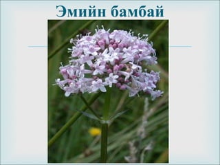 
Эмийн бамбай
 