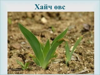 
Хайч өвс
 