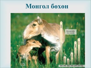 
Монгол бөхөн
 