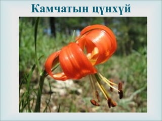 
Камчатын цүнхүй
 