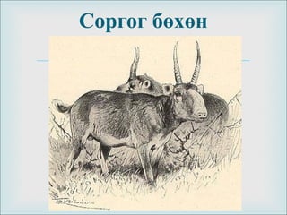 
Соргог бөхөн
 