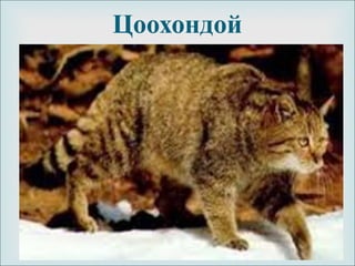 
Цоохондой
 