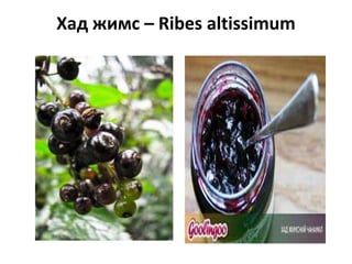 Хад жимс – Ribes altissimum

 