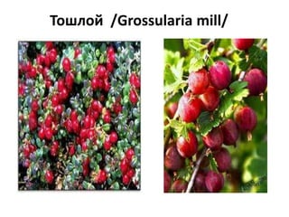 Тошлой /Grossularia mill/

 