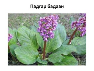 Падгар бадаан

 
