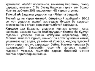 Ургамлаас чөлөөт полифенол, гликозид бергенин, сахар,
цардуул, витамин С ба бусад бодисыг гарган авч болно.
Навч нь арбутин 20% гидрохинон 4% хүртэл агуулна.
Түүхий эд: Бадааны үндэслэг иш - Rhizoma bergenia
Түүхий эд нь хүрэн өнгөтэй, бөөрөнхий хэлбэрийн 10-15
см урт үндэслэг ишний хэсгүүдээс бүрдэх ба хугарсан
хэсгээс цайвар ѐгаан, харавтар толботой харагдана.
Хэрэглэх нь: Бадааны үндэслэг ишнээс шингэн ханд,
чанамал, шахмал эмийн хэлбэрүүдийг бэлтгэх ба бүдүүн
гэдэсний үрэвсэл, умайн хүзүүний шархлаанд, Төвд,
Монгол эмнэлэгт сүрьеэ, цочмог ба архаг уушгины хатгаа,
уушгинаас цус алдах, үе мөчний үрэвсэл, ходоод гэдэсний
өвчин зэрэгт тус тус хэрэглэдэг байна. Навчны чанамал ба
идээшмэлийг бактерийн өсөлтийг зогсоох нарийн
гэдэсний үрэвсэл, гэмтлийн дараах бөөрний өвчинг
анагаах зорилгоор ашиглана.

 
