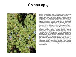Ямаан арц
Шивэр буяу Ямаан арц. Латинаар: Juniperus sibirica
Burgsd. нь Агарууны (Cupressaceae) овогт багтдаг.
Ямаан арц нь 1,5 метр хүртэл ургадаг сөөглөг
шилмүүст мод. Богинохон мөчиртэй, жижигхэн зүү
хэлбэрийн шилмүүстэй, өвөлд тэсвэртэй, бүрхүүл
бүхий бөмбөлөг хэлбэрт шошгойн үр боловсорч
дуусахад моджин хатуурдаг. Ямаан арц 5-р сарын
сүүлээр цэцэглэж, 9-р сард үр нь боловсорно.
Харьцангуй урт 600 хүртэл наслах тохиолдол байдаг.
Гол тархалт нь баруун төв зүүн Ази, ойрх дорнодын
нутгаар байдаг ч бас европын орнуудаар ч бас
ургадаг. Манай оронд Хэнтий, Хангай, Хөвсгөл
аймгуудаар шилмүүст ойн дээд захаар, сарьдаг, хад
чулуунд болон ой дотор хэсэг бүлгээр тархан ургана.
Манай нутагт 4 зүйлийн арц ургадгаас хамгийн их
тархалттай нь ѐмаан арц ям. (хуурамч арц, хонин арц,
дагуурын арц). Ойн дунд дээд хэсгээр голдуу чийглэг
цас их унадаг, хөнгөн сийрэг хөрсөнд сайн ургадаг.
Хуш, шинэс, нарс, хусан холимог ойд гол төлөв далайн
төвшнөөс дээш 2200 метрт ургана. Үндэс сайтай,
хүйтэнд тэсвэртэй. Арц үр мөчрөөр үрждэг. Мөчрөөр
тарималжуулж ногоон байгууламжинд ашиглах
бололцоотой.

 