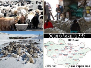 2002 онд
2009 онд 8 сая гаран мал
 