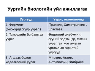 Уургийн биологийн үйл ажиллагаа
Уургууд Үүрэг, төлөөлөгчид
1. Фермент
(биохурдасгуур уураг )
Трипсин, Химотрипсин ,
Эластаза
2. Тэжээлийн ба бэлтгэл
уураг
Өндөгний альбумин,
сүүний ээдэмцэр, махны
уураг гэх мэт амьтан
ургамлын гаралтай
уургууд
3. Агшаах болон
хөдөлгөөний уураг
Миозин, Актин,
Актомиозин, Фибрилл
 