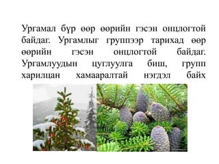 Ургамал бүр өөр өөрийн гэсэн онцлогтой
байдаг. Ургамлыг группээр тарихад өөр
өөрийн
гэсэн
онцлогтой
байдаг.
Ургамлуудын цуглуулга биш, групп
харилцан
хамааралтай
нэгдэл
байх

 