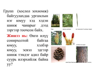Групп (хослол зохиомж)
байгуулахдаа ургамлын
нэг юмуу хэд хэдэн
шинж чанарыг дээд
зэргээр тоочсон байх.
Жишээ нь: Өнгө илүү
сонирхолтой
байгаа
юмуу,
хэлбэр
юмуу, эсвэл эдгээр
шинж тэмдэг адил байр
суурь илэрхийлж байна
уу?

 