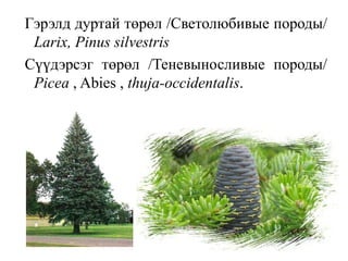 Гэрэлд дуртай төрөл /Светолюбивые породы/
Larix, Pinus silvestris
Сүүдэрсэг төрөл /Теневыносливые породы/
Picea , Abies , thuja-occidentalis.

 