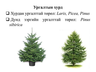 Ургалтын хурд
 Хурдан ургалттай төрөл: Larix, Picea, Pinus
 Дунд зэргийн ургалттай төрөл: Pinus
sibirica

 