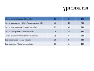 үргэлжлэл
Пихта европейская ( Abies alba)

20

8

200

Пихта кавказская (Abies Nordmanianna Zk)

40

10

300

Пихта одноцветная (Abies Concolor)

25

6

200

Пихта сибирская (Abies sibirica)

20

5

100

Сосна обыкновенная (Pinus silvestris)

25

8

200

Туя гигантская (Thuja plicata)

30

8

300

Туя западная (thuja-occidentalis)

15

6

100

 