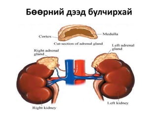 Бөөрний дээд булчирхай

 