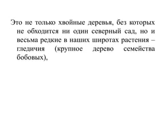 Это не только хвойные деревья, без которых
не обходится ни один северный сад, но и
весьма редкие в наших широтах растения –
гледичия (крупное дерево семейства
бобовых),
 