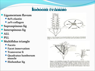 Íóðóóíû ëèãàìåíò
Ligamentum flavum
 80% elastin
 20% collagen
Supraspinous lig
Interspinous lig
ALL
PLL
Multifidus triangle
 Facets
 Facet innervation
 Transverse li
 Quadratus lumborum
muscle
 Iliolumbar lig

 