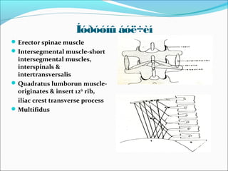 Íóðóóíû áóë÷èí
 Erector spinae muscle
 Intersegmental muscle-short

intersegmental muscles,
interspinals &
intertransversalis
 Quadratus lumborun muscleoriginates & insert 12th rib,
iliac crest transverse process
 Multifidus

 