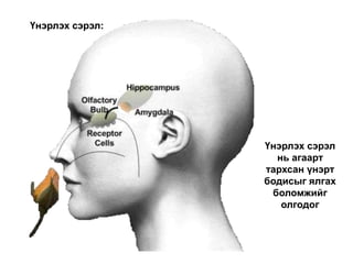 Үнэрлэх сэрэл:
Үнэрлэх сэрэл
нь агаарт
тархсан үнэрт
бодисыг ялгах
боломжийг
олгодог
 