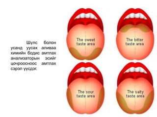 Шүлс болон
усанд уусах аливаа
химийн бодис амтлах
анализаторын эсийг
цочроосноос амтлах
сэрэл үүсдэг.
 