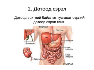 2. Дотоод сэрэл
Дотоод эрхтний байдлыг тусгадаг сэрлийг
дотоод сэрэл гэнэ
 