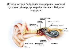 Дотоод чихэнд байрладаг тэнцвэрийн шингэний
тусламжтайгаар хүн өөрийн тэнцвэрт байдлыг
мэдэрдэг.
 