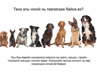 Танд аль нохой нь таалагдаж байна вэ?
Хүн бүр өөрийн сонирхолд нийцсэн эд зүйлс, хувцас, гэрийн
тэжээмэл амьтдыг сонгож авдаг. Хүмүүсийн эдгээр сонголт нь өөр
хоорондоо ялгаатай байдаг.
 