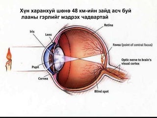 Хүн харанхуй шөнө 48 км-ийн зайд асч буй
лааны гэрлийг мэдрэх чадвартай
 