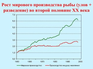 Рост мирового производства рыбы (улов +
 разведение) во второй половине ХХ века
 