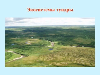 Экосистемы тундры
 