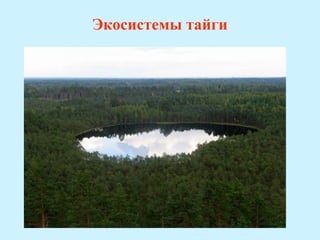 Экосистемы тайги
 