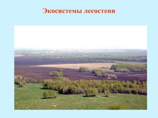 Экосистемы лесостепи
 