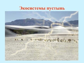 Экосистемы пустынь
 