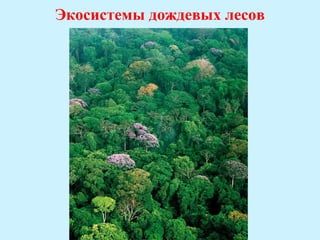 Экосистемы дождевых лесов
 