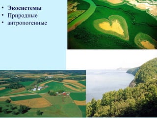 • Экосистемы
• Природные
• антропогенные
 