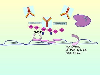 ФАТ,ФНО,ФАТ,ФНО,
ЛТРС4,ЛТРС4, D4, ED4, E4,4,
С5а,С5а, ПГЕ2ПГЕ2
комплементкомплемент
комплементкомплемент
С3аС3а
С5аС5а
С4аС4а
С5аС5а
С4аС4а
С3аС3а
5-ОТ5-ОТ
ННА
 