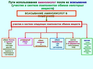 ВСАСЫВАНИЕ АМИНОКИСЛОТ ВВСАСЫВАНИЕ АМИНОКИСЛОТ В
КИШЕЧНИКЕКИШЕЧНИКЕ
Пути использованияПути использования аминокислотаминокислот после ихпосле их всасываниявсасывания
((участие в синтезе компонентов обмена некоторыхучастие в синтезе компонентов обмена некоторых
веществвеществ))
углеводныйуглеводный
обмен:обмен:
- ГЛ- ГЛ
обменобмен белковбелков
ии пуриновпуринов::
- белки- белки
- пептидыпептиды
-другиедругие
аминокислотыаминокислоты
-пурины ипурины и
пиримидиныпиримидины
- мочевина- мочевина
обменобмен
липидовлипидов::
−αα--
кетокислотыкетокислоты
обменобмен
порфириновпорфиринов::
- гемгем
-HbHb
- цитохромыцитохромы
синтезсинтез
ферментовферментов
ии ко-ферментовко-ферментов::
- никотинамидникотинамид
- НАДНАД
прочеепрочее::
- холинхолин
- креатининкреатинин
- кк//аа
- тироксинтироксин
-биогенныебиогенные
аминыамины
-меланинымеланины
-- NHNH33
участие в синтезе следующих компонентов обмена веществучастие в синтезе следующих компонентов обмена веществ
 
