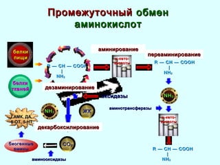 ПромежуточныйПромежуточный обменобмен
аминокислотаминокислот
белкибелки
пищипищи
белкибелки
тканейтканей
RR — CH — COOH— CH — COOH
||
NHNH22
NHNH33
биогенныебиогенные
аминыамины
СОСО22
αα-кето--кето-
кислотыкислоты
ЖКЖК
оксидазыоксидазы
аминированиеаминирование
RR — CH — COOH— CH — COOH
||
NHNH22
αα-кето--кето-
кислотыкислоты
NHNH22––
RR — CH — COOH— CH — COOH
||
NHNH22
аминотрансферазыаминотрансферазы
переаминированиепереаминирование
аминооксидазыаминооксидазы
декарбоксилированиедекарбоксилирование
ГАМК, ДА,ГАМК, ДА,
5-ОТ, 5-НТ5-ОТ, 5-НТ
дезаминированиедезаминирование
 