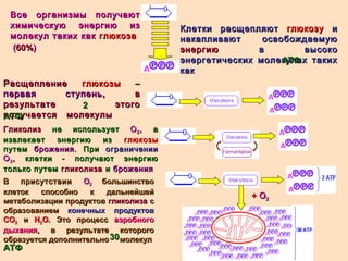Все организмы получаютВсе организмы получают
химическую энергию изхимическую энергию из
молекул таких какмолекул таких как глюкозаглюкоза
Клетки расщепляютКлетки расщепляют глюкозуглюкозу ии
накапливают освобождаемуюнакапливают освобождаемую
энергиюэнергию в высоков высоко
энергетических молекулах такихэнергетических молекулах таких
каккак
((60%60%))
АТФАТФ
РасщеплениеРасщепление глюкозыглюкозы ––
первая ступеньпервая ступень , в, в
результате этогорезультате этого
получается молекулыполучается молекулыАТФАТФ
22
ГликолизГликолиз не используетне использует ОО22 , а, а
извлекает энергию изизвлекает энергию из глюкозыглюкозы
путемпутем броженияброжения. При. При ограниченииограничении
ОО22 , клетки - получают энергию, клетки - получают энергию
только путемтолько путем гликолизагликолиза ии броженияброжения
В присутствииВ присутствии ОО22 большинствобольшинство
клеток способно к дальнейшейклеток способно к дальнейшей
метаболизации продуктовметаболизации продуктов гликолизагликолиза сс
образованиемобразованием конечных продуктовконечных продуктов
СОСО22 ии НН22ОО. Это процесс. Это процесс аэробногоаэробного
дыханиядыхания, в результате которого, в результате которого
образуется дополнительно молекулобразуется дополнительно молекул3030
АТФАТФ
++ ОО22
 