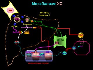 МетаболизмМетаболизм ХСХС
печеньпечень
((гепатоцитгепатоцит))
кровеносные сосудыкровеносные сосуды
ХМХМ
ТГЛТГЛ
ГлицеринГлицерин
НЭЖКНЭЖК
αα-глицерофосфат-глицерофосфат
АцКоААцКоА
ЛПППЛППП ЛПНПЛПНП
ЛПНПЛПНП
ЛПНПЛПНП
ХСХС
ЛПВПЛПВП33
ГЛГЛ
ХСХС
Ж к-тыЖ к-ты
ЛПОНПЛПОНП
Ж к-тыЖ к-ты
ХСХС
ХСХСЛХАТЛХАТ ЭХСЭХС
 