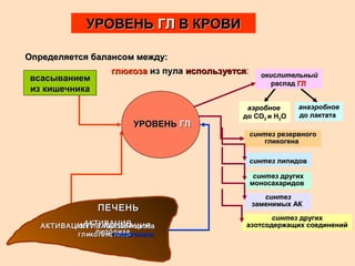 УРОВЕНЬУРОВЕНЬ ГЛГЛ В КРОВИВ КРОВИ
Определяется балансом между:Определяется балансом между:
УРОВЕНЬУРОВЕНЬ ГЛГЛ
всасываниемвсасыванием
из кишечникаиз кишечника
АКТИВАЦИЯ глАКТИВАЦИЯ глююкоконеогенезнеогенезааАКТИВАЦИЯАКТИВАЦИЯ
глглиикокоггеенноолилизаза
АКТИВАЦИЯАКТИВАЦИЯ
липолизалиполиза
ПЕЧЕНЬПЕЧЕНЬ
АКТИВАЦИЯАКТИВАЦИЯ
гликогенезагликогенеза
глюкозаглюкоза из пулаиз пула используетсяиспользуется: окислительныйокислительный
распадраспад ГЛГЛ
аэробноеаэробное
до СОдо СО22 и Ни Н22ОО
анаэробноеанаэробное
до лактатадо лактата
синтезсинтез резервногорезервного
гликогенагликогена
синтезсинтез липидовлипидов
синтезсинтез другихдругих
моносахаридовмоносахаридов
синтезсинтез
заменимых АКзаменимых АК
синтезсинтез другихдругих
азотсодержащих соединенийазотсодержащих соединений
 