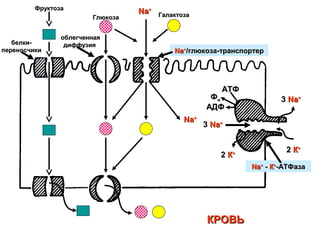 ФруктозаФруктоза
ГлюкозаГлюкоза
NaNa++
ГалактозаГалактоза
NaNa++
33 NaNa++
22 КК++
33 NaNa++
22 КК++
АТФАТФ
ФФнн
АДФАДФ
NaNa++
-- КК++
-АТФаза-АТФаза
NaNa++
//глюкоза-транспортерглюкоза-транспортер
белки-белки-
переносчикипереносчики
КРОВЬКРОВЬ
облегченнаяоблегченная
диффузиядиффузия
 